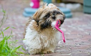 Salud dental en perros y gatos