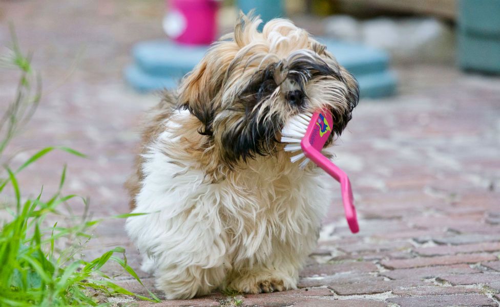 Salud dental en perros y gatos