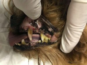 Limpieza dientes perro