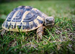 Tortuga enfermedades