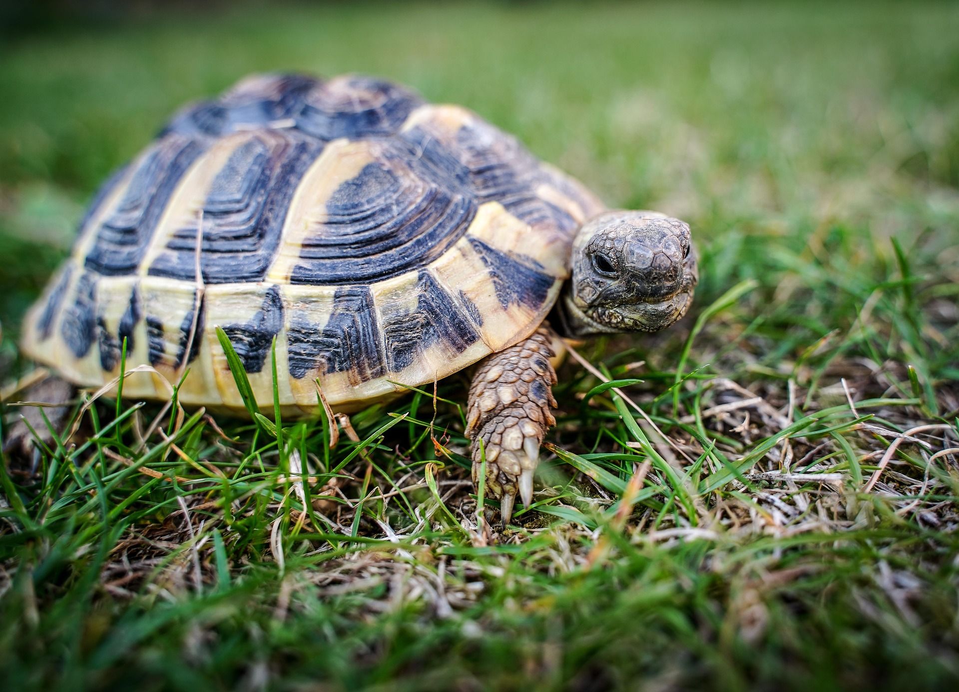 Tortuga enfermedades