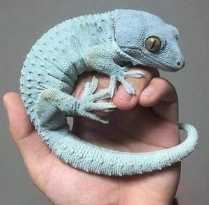 Recuperación de un Gecko en nuestra clínica veterinaria