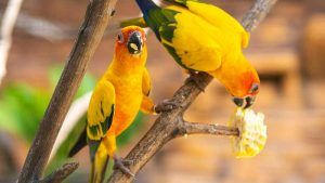 Enfermedades de los Agapornis