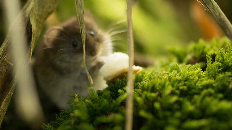 Enfermedades Comunes de los Hamster