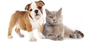 Cuidado de los animales después de la castración y esterilización