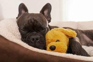 COVID-19 y Animales