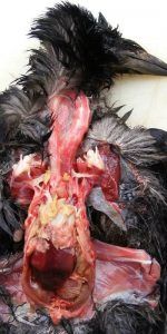 Sindrome respiratorio corvido