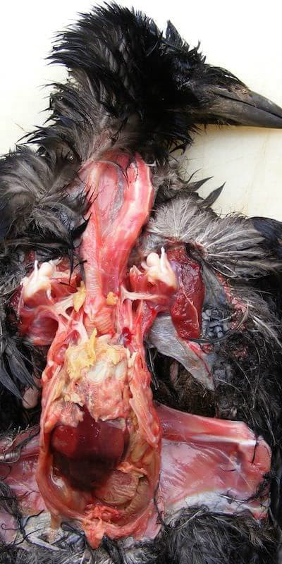 Sindrome respiratorio corvido