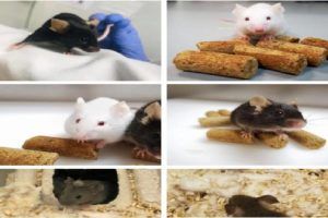 cancer en ratas