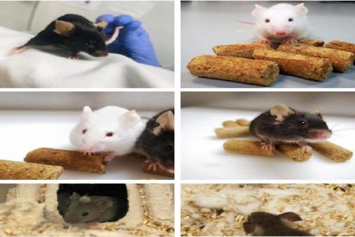 cancer en ratas